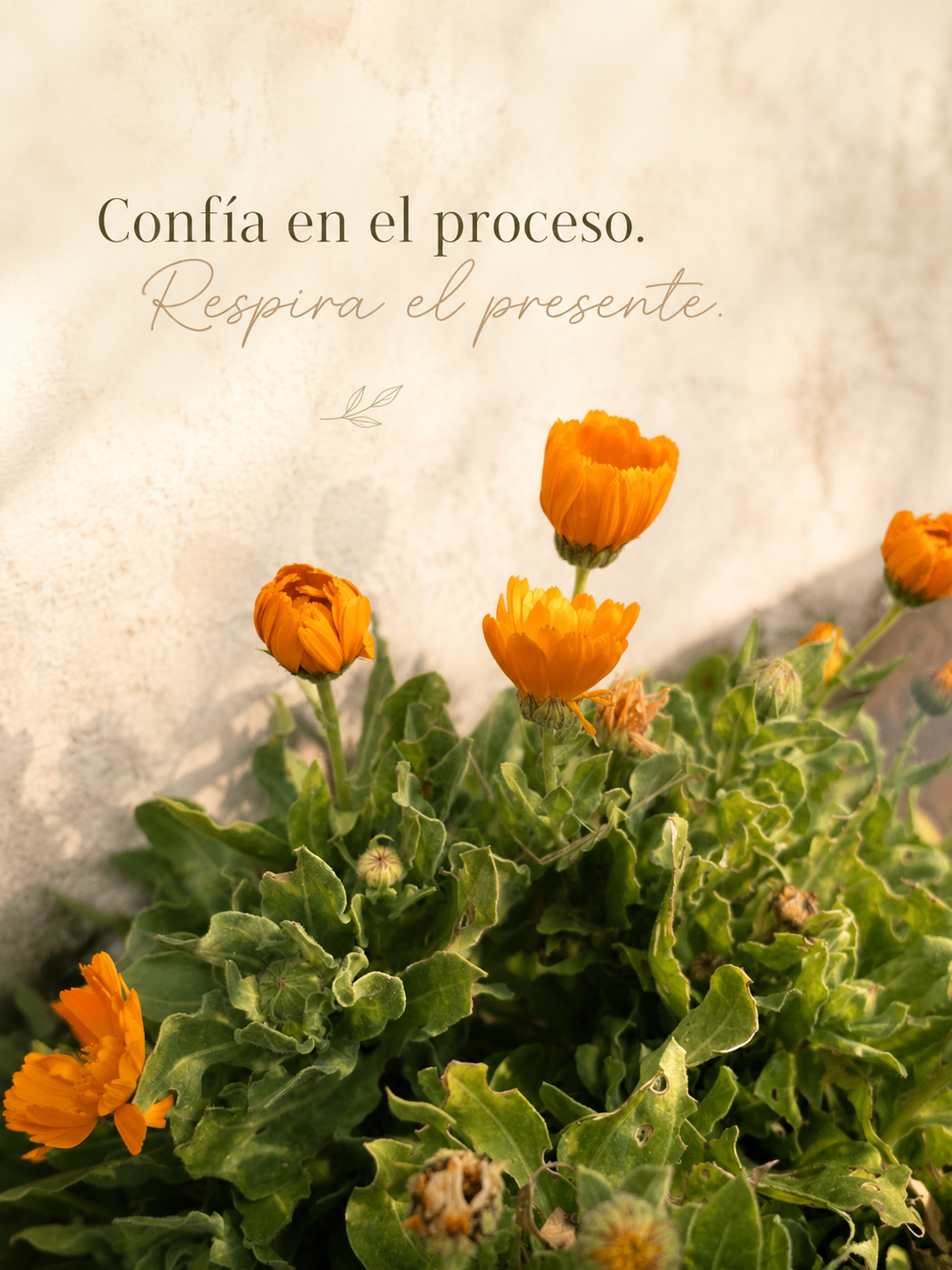 Confía en el proceso. Respira el presente. Frase sobre el proceso de psicoterapia en Hara Psicoterapia, con caléndulas naranjas en flor